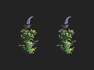 Vibrant Green Leaf Shrubs With Purple Flower Spikes On Dark Background 3d model