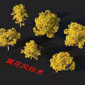 Vibrant Multiple Golden Trumpet Trees Showcasing Yellow Blossoms And Distinct Tree Structures
