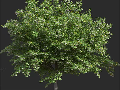 Lush Green Arbor With Dense Foliage And Tall Trunk In Natural Setting 3d model