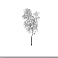 Snow Covered Tree With White Frosted Branches Against Plain Gray Background