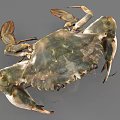 Realistic Aquatic Crab With Large Claws Detailed Texture And Natural Coloration