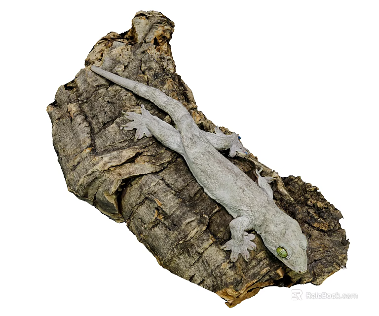 Reptile Gecko With Grayish Body And Green Eyes On Rough Wooden Bark 3d model 
