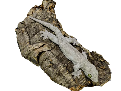 Reptile Gecko With Grayish Body And Green Eyes On Rough Wooden Bark 3d model