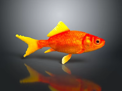 Orange Goldfish With Yellow Fins And Tail Swimming On Dark Background With Reflection 3d model