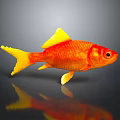 Orange Goldfish With Yellow Fins And Tail Swimming On Dark Background With Reflection