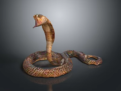 Venomous Cobra With Hooded Head Open Mouth And Coiled Colorful Scales 3d model