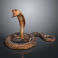 Venomous Cobra With Hooded Head Open Mouth And Coiled Colorful Scales