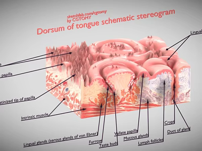 Medical Device Tongue Dorsum Schematic Anatomical Stereogram With Labeled Lingual Papilla Taste Bud Structures 3d model