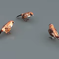 Modern sparrow 3d model