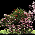 Lush Flowering Shrubs With Pink Red Flowers And Green Leaves Growing In Grass