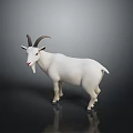 White Goat With Curved Horns Standing On Dark Background With Reflective Surface 3d model