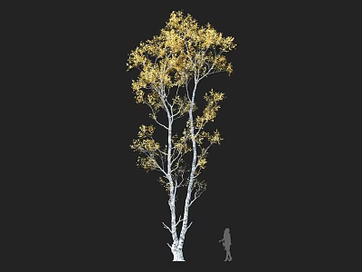 Arbor with White Trunk and Golden Leaves Featuring Human Silhouette for Scale 3d model