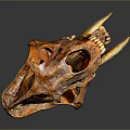 Ancient Animal Skull With Long Curved Tusks And Detailed Bone Structure