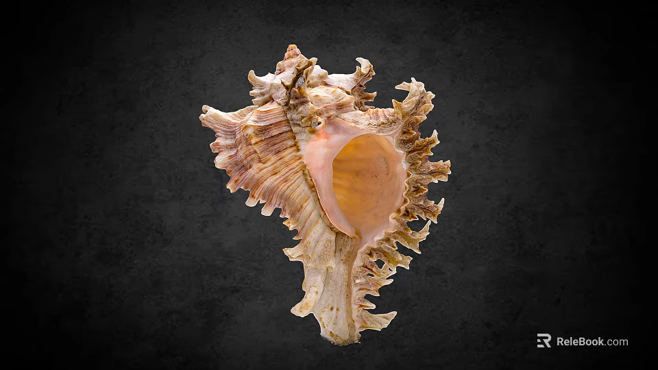 Ornate Spiral Seashell With Pink Interior And Textured Surface On Dark Background 3d model 