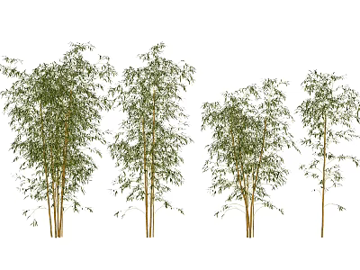 Tall Slender Bamboo Plants With Lush Green Leaves And Natural Stalks 3d model