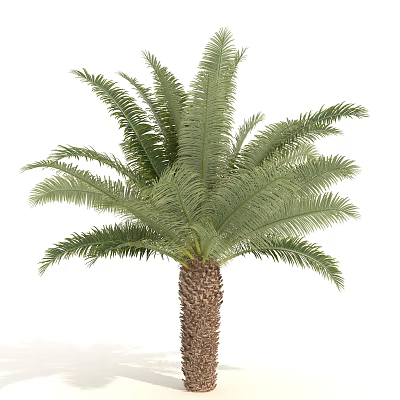 Tall Lush Palm Tree With Green Feathery Fronds And Brown Trunk 3d model