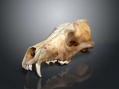 Detailed Mammal Skull With Prominent Teeth And Bone Structure On Dark Reflective Background 3d model