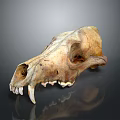 Detailed Mammal Skull With Prominent Teeth And Bone Structure On Dark Reflective Background