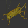 Detailed Green Grasshopper With Long Antennae And Hind Legs Close Up View On Dark Background