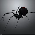 Black Spider With Red Mark On Abdomen And Long Legs Against Gray Background