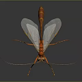 Orange Red Insect With Transparent Wings And Long Antennae On Dark Background