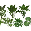 Various Types Of Indoor Green Plants With Lush Foliage And Tropical Leaves