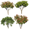 Various Arbor Trees With Green And Red Foliage Lush Canopies And Healthy Trunks