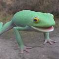 Green Reptile Lizard With Yellow Eyes And Open Mouth On Ground