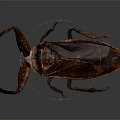 Brown Winged Insect With Long Legs And Detailed Body On Dark Background