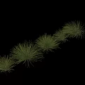 Green Juncus effusus Fennel Plants In Row For Garden Landscape And Decorative Use