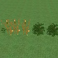 Yellow Crops Growing In Green Grass Field With Blue Sky And White Clouds
