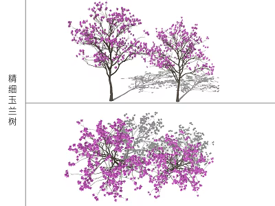 Detailed Flowering Magnolia Tree With Intricate Branch Petal And Structure Design 3d model