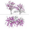 Detailed Flowering Magnolia Tree With Intricate Branch Petal And Structure Design