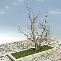 Leafless Tree With Thick Trunk On Stone Paved Ground Green Grass And Blue Sky 3d model