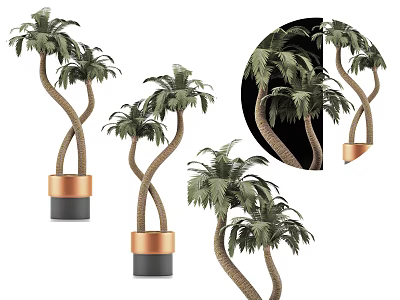 Bonsai Potted Palm Plants With Twisted Trunks And Copper Black Planters 3d model