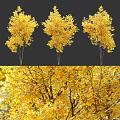 Golden Autumn Arbor With Lush Yellow Leaves And Tall Trunk Structure