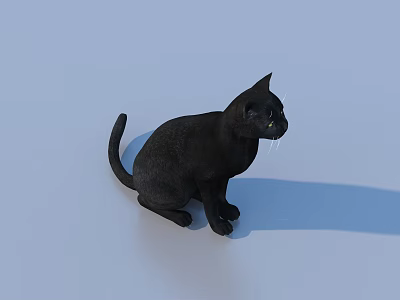Cat Pet Kitten Flower Cat Domestic Cat 3d model