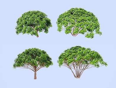 Modern Tree Osmanthus Tree 3d model