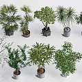 Assorted Bonsai Trees And Potted Green Plants In Modern Planters For Interior Decor 3d model