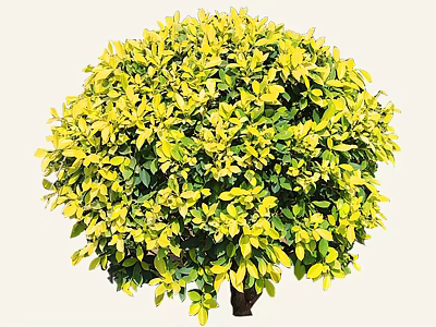 Rounded Shrub With Yellow Green Leaves And Lush Foliage In Garden Plant Setting 3d model