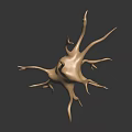 3D Model of Biological Neuron with Dendritic Branches and Organ Structure 3d model