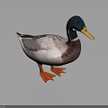 Four Mallard Ducks In Various Poses On Smooth Gray Background