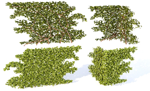 Parthenocissus creeper plant vegetation realistic 3d model