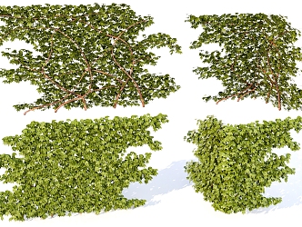 Parthenocissus creeper plant vegetation realistic 3d model