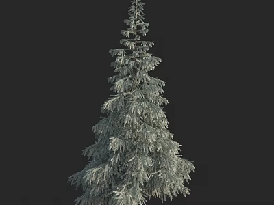 Tall Evergreen Arbor With Lush Foliage Vertical Growth Against Dark Background 3d model