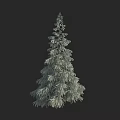 Tall Evergreen Arbor With Lush Foliage Vertical Growth Against Dark Background