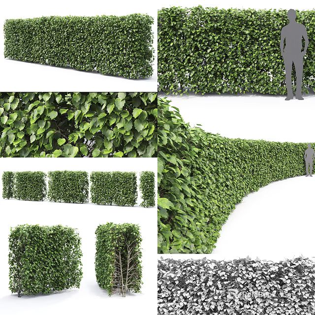 Different Shaped Shrubs for Garden Landscaping and Hedge Design Projects 3d model 