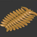 Light Brown Starfish With Curved Arms On Dark Background Showing Natural Shape And Texture