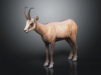 Realistic Brown Fur Goat With Curved Horns Standing On Dark Background 3d model