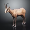 Realistic Brown Fur Goat With Curved Horns Standing On Dark Background